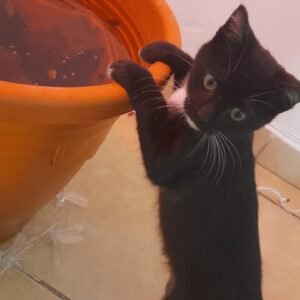 Modelo 3D personalizado de tu mascota